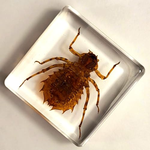 Image of 38mm Real Dragonfly Larva in Crystal Clear Lucite Resin Specimen Preserved Insect Beetle Taxidermy Crafts Collection for Biology Science Education & Desk Ornament Display