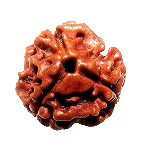 Ramneek Jewels Divya Shakti 100% Original Nepali Three Face Rudraksha (3 Mukhi Rudraksh) 23 M.M (Spiritual and Healing product)