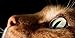 Feline: Photographs