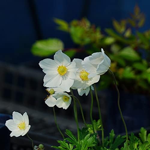 Amazon Co Jp アネモネ バイカイチゲ シルベストリス ポット苗 日陰 Diy 工具 ガーデン