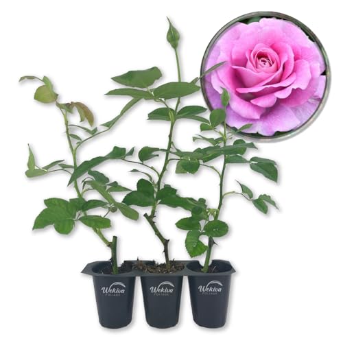 Violet's Pride Rose Bush - 3 Live Starter Plants - Beautifully Fragrant Grandiflora Rose - A...