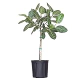 Ficus Audrey Live Plant 32–38 inches Tall in 10 inch Nursery Pot, Upright Indoor Tree with Velvety Leaves, Easy Care Air Purifier Plant for Modern Home and Office Spaces by United Nurser