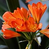 Semi di Clivia - rare d'appartamento facili da curare d'appartamento da ufficio semi di e perenni da balcone serre 35pcs