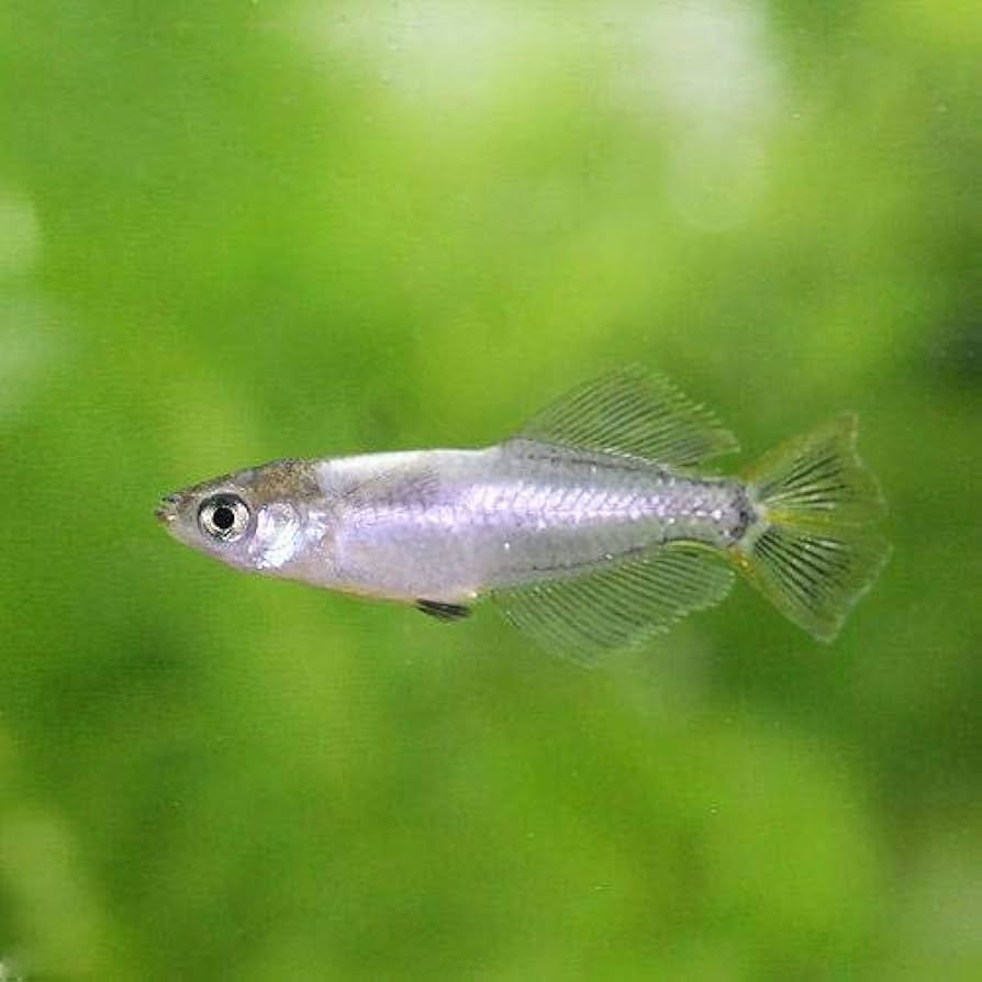 ヒカリさま専用　黄色のみ 楽天市場】キョーリン ひかり カラーぷちサンド 黒 120g 底