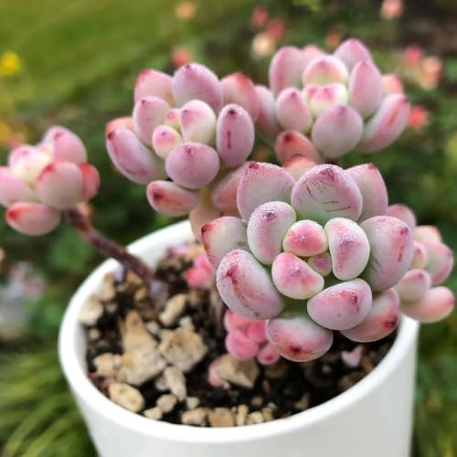 Semillas de sedum - semillas de jardín Sedum, exóticas resistentes para el jardín 80pcs