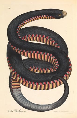 Impression d'art Crimson Sides Snakeoluber Porphyriacus toile haute définition