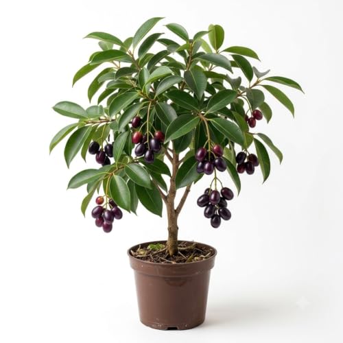 Image of All Season Thai Black Jamun Live Plant Sapling | Grafted Indian Java Plum Fruit Tree | Early Fruiting Hybrid Variety | Big Size Sweet Fruits | Healthy Live Plant for Home Garden, Terrace & Outdoor