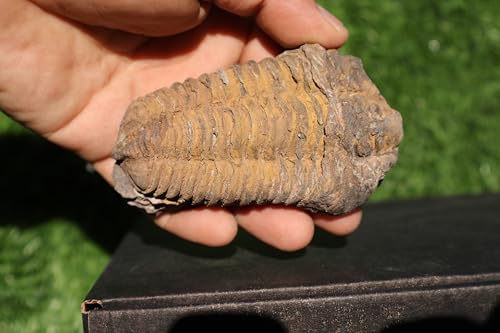 Image of Calymene Trilobite Flexicalymene Trilobite Ordovician Fossil Trilobites A233