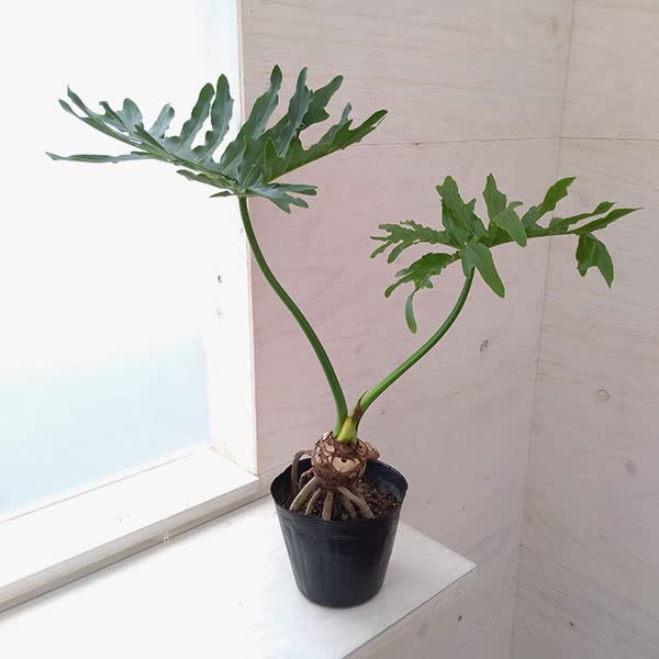 現品　フィロデンドロン　セローム　ホープ　34番　根上がり　観葉植物 現品 フィロデンドロン セローム ホープ 34番 根上がり 観葉植物
