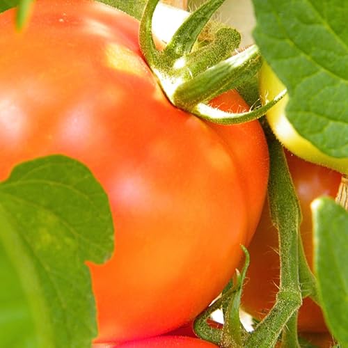 PlantiCo Tomate anão Lolek 0,5 g sementes sementes de tomate sementes de hortaliças robustas sementes de hortaliças sementes de cultivo jardim de estufa