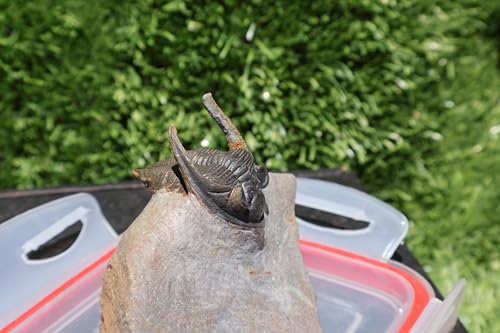 Image of Trilobite Nice Zlichovaspis Trilobite Fossil Trilobites Rock Trilobite Fossils from Morocco Devonian Fossil A255