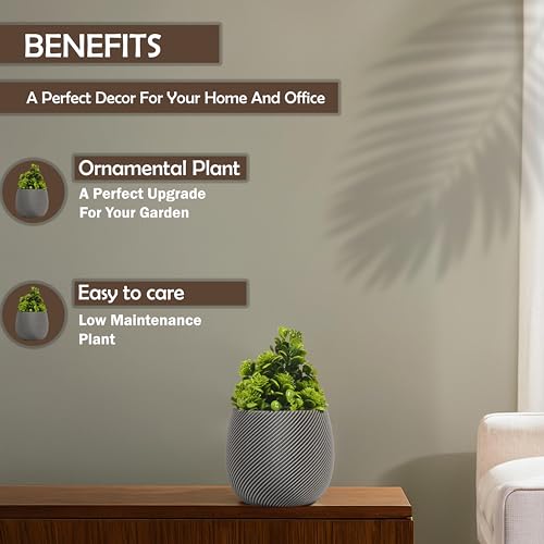 Image of Kuber Industries Indoor Artificial Plants with Pot for Shelf and Table Top | Potted Faux Plants for Home Decor & Office Desk | TV Unit Decorative Items for Living Room | 4001 - Grey