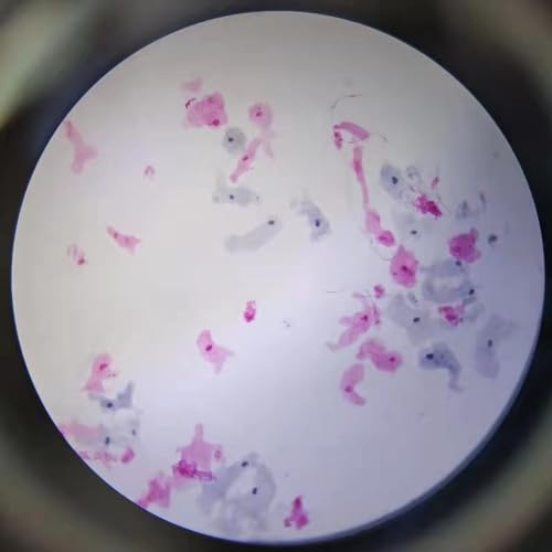 1 Piece Wholesale Amoeba Proteus Prepared Slides for Parasitology Slide Sale