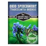 Survival Garden Seeds - Ohio Spiderwort (Tradescantia ohiensis) | Blue Three-Petaled Blooms | Shade Tolerant Native Plant | North American Wildflower - 1 Pack