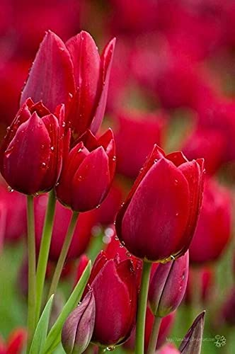 Radha Krishna Agriculture Imported Variety mix color Tulip,Tulipa bulbs for home garden pack of 4 flower bulbs (B097P14YFN) Amazon Price History, Amazon Price Tracker
