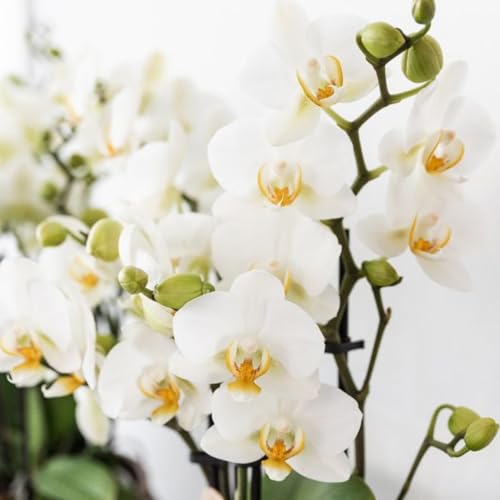 Orchidée Lausanne et plantes succulentes : le coffret cadeau idéal