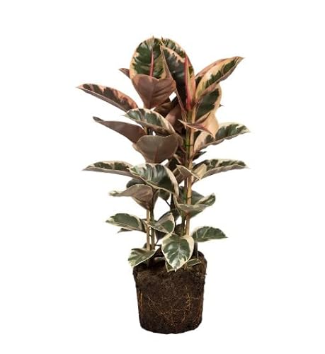 Ficus Elastica Variegata | DECOALIVE | Ficus Tineke | Árbol de Interior | Planta Natural