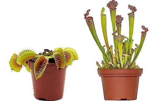 Duo de Sarracenia y Venus: Unas Maravillas Naturale Carnívoras para tu Terraza o Patio