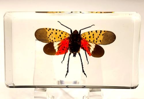 Image of 72mm Real Spotted Lanternfly Cicada w /Open Wings in Crystal Clear Lucite Resin Specimen Preserved Insect Taxidermy Crafts Collection for Biology Science Education & Desk Display Supplies
