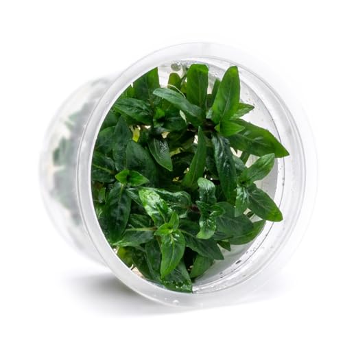 SubstrateSource Live Plant - Staurogyne Repens Tissue Culture Aquatic Live Aquarium Plant - 100% Snail Free in Vitro Cup (Staurogyne Repens)
