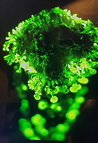 Forest Organics Glow in the Dark Mushroom Growing Log Habitat Kit