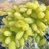 Forma del prodotto:Rizomi d'uva.