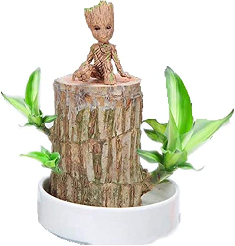 Dasongff Bois Brésilien à Germination Magique - Plante Porte-Bonheur Intérieur Bambou Chance