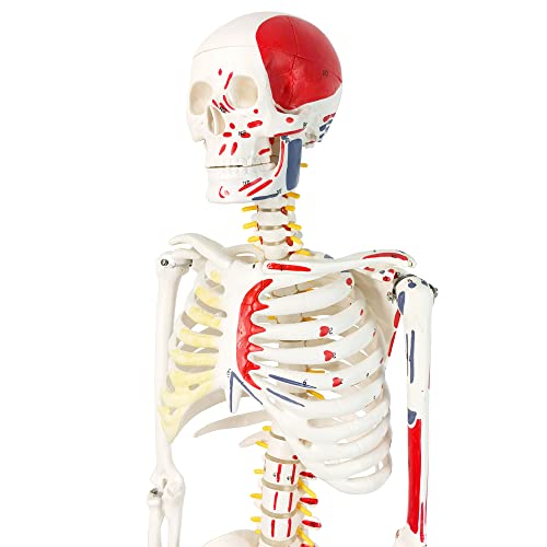 Image of Half Life Size Painted and Numbered Human Skeleton Model, 35 inch Anatomical Replica with Muscle Insertion and Origin Points, Removable Skull Cap & Jaw, Durable Stand for Display and Study