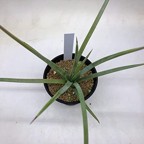 Amazon.co.jp: 多肉植物 ：アガベ ストリクタ 幅広吹上*幅12cm 赤松