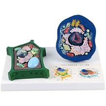 Animal and Plant Cell Anatomy Model With Removable Parts Anatomical Animal Plant Cell Model Biology Class Teaching Tool