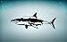 Akachafactory Autocollant Sticker Voiture Moto Tuning Requin Shark Vinyle ref2