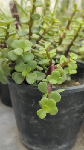 Image of Live Jade Plant with Pot | Good Luck Feng Shui Money Succulent Plant | Low Maintenance Indoor Outdoor Air Purifying Plant for Home Living Room Office Desk Decor | Pack of 1 (GH)