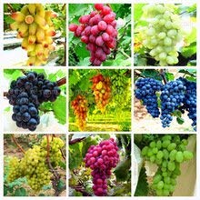 Afflorance Fruit Seeds Dwarf Grape Fruit Fragrant Indoor Outdoor Climbing Mixed Seeds Fruit Plant Seeds For Home Garden Kitchen Garden Fruit Seeds Pack (B07NYWJ9HL) Amazon Price History, Amazon Price Tracker