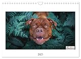Wunderschöne Bulldoggen (Wandkalender 2023 DIN A4 quer), Calvendo Monatskalender