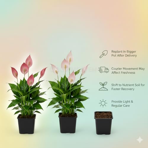 Image of Live Peace Lily Plant Combo (Pack of 2) - Dark Pink & Light Pink Flowering Plant with 3 Inch Black Plastic Pot | Indoor Plant for Home, Office & Living Room
