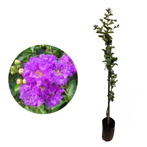 AMK Jardinagem e Paisagismo, Muda de Reseda Roxo 20 a 40cm AMK - Plantas Online