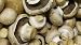 Crimini ~ Portabella ~ Baby Bella Mushroom Growing Kit - Easy to grow your own Fresh Mushrooms!