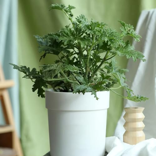 Semi di geranio limone,semi di geranio profumato,giardino di,resistenti all'esterno coltivazione di semi 60pcs