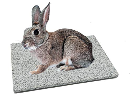 DiConcetto Piedra rascadora/piedra de cuidado y placa de refrigeración/piedra climática de granito Cover