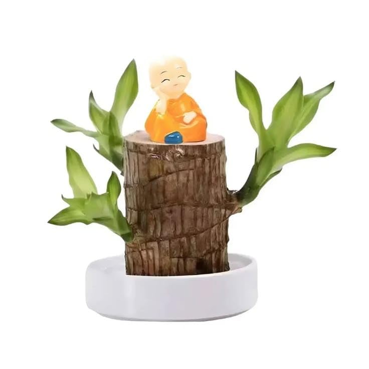 Lucky Brazilian Wood Plant Live Evergreen Plant |Good Luck Plant