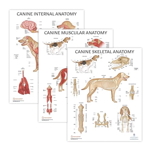 3 PACK Canine Muscular and Skeletal Systems with Internal Organ Anatomy Poster Set, LAMINATED, Veterinary Anatomy Physiology, 17.3 x 22.5 Inches, Anatomical Diagram for Education Learning and Students