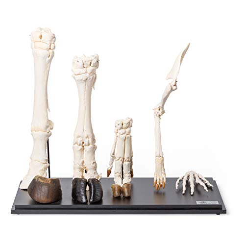 Image of 3B Scientific GmbH T300242 Comparison of Mammals Fore Limbs