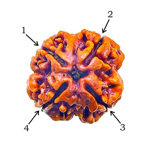 Image of Vado Certified 4 Mukhi Nepali Rudraksha with Authentic Lab Certificate Natural Beads (4 Mukhi)