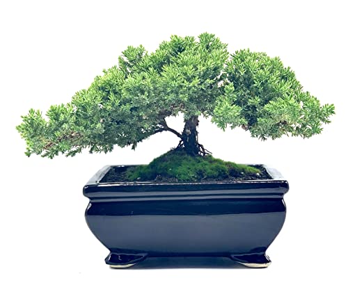Generic Live Dwarf Juniper Bonsai Tree thumb #2