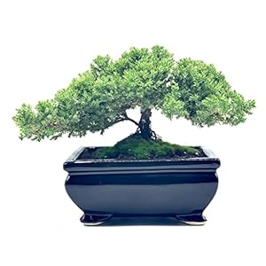Live Dwarf Juniper Bonsai Tree | Indoor/Outdoor | 100% Handcrafted| Home and Office Décor | Best Gift for Holiday (L) Live Dwarf Juniper Bonsai Tree IndoorOutdoor 100 Handcrafted Home and Office Decor Best Gift for Holiday L