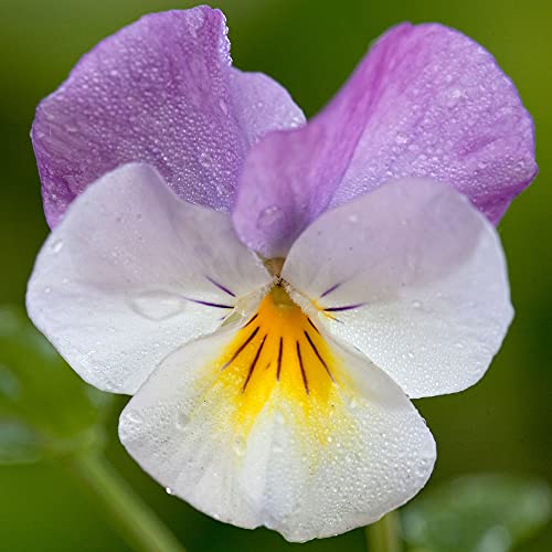 Viola Pink Wing | Colourful Flowering Garden Ready Bedding Plants 6 Pack