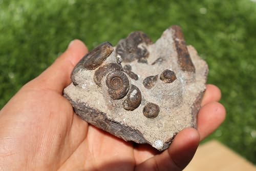 Image of Ammonite Fossil Natural Platyclymenia & Goniatites & Orthoceras Plate Fossil Devonian Fossil from Morocco A120