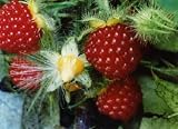 5 Wineberry Plants ! Rubus phoenicolasius. Live Plants, Roots Wrapped in Wet Chips, no Leaves