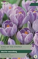 Taylors Bulbs TP653 Crocus King of the Striped 10 Bulbs Pre-Pack