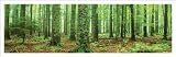 Rain Forest (Green Trees, Panorama) Art Poster Print - 36x12 Art Poster Print, 36x12 Photography Art